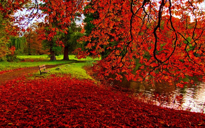 Red-leafed Tree by Pond — Red, Serene