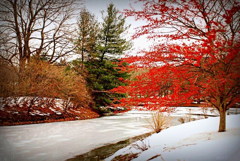 Red-leafed Tree by Pond — Red, Serene, Winter