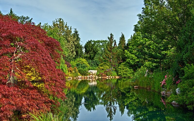 Red-leafed Tree by Pond — Red