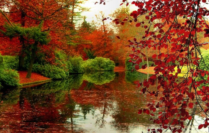 Red-leafed Tree by Pond