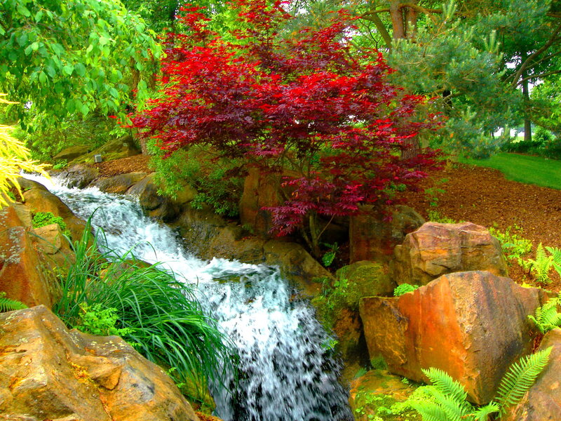 Red-leafed Tree by Stream
