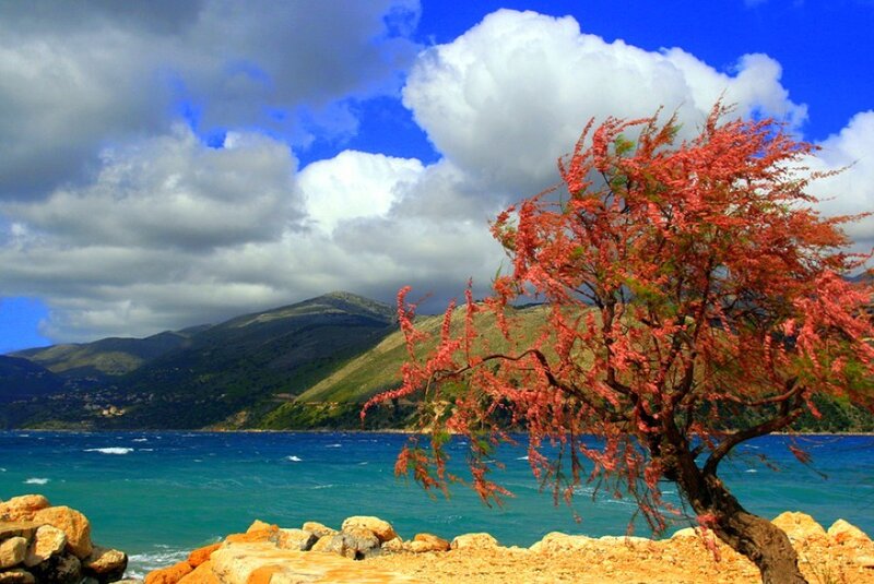 Red-leafed tree by the sea