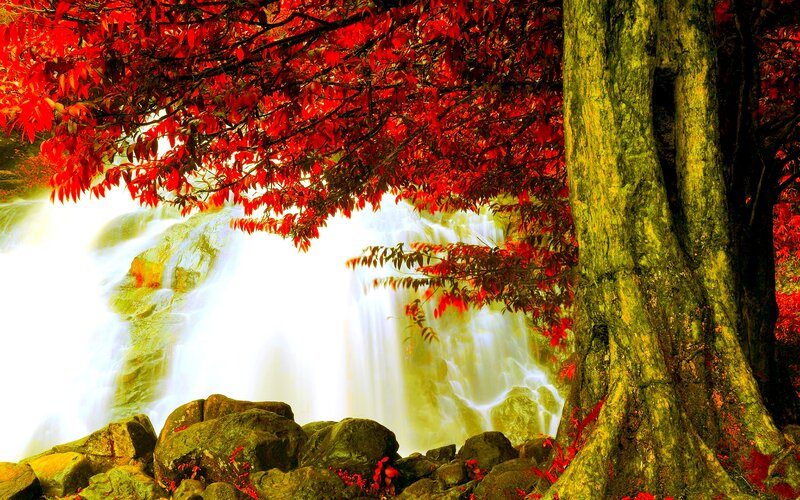 Red-leafed Tree by Waterfall — Red
