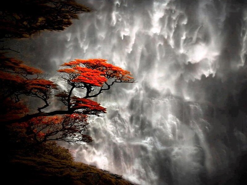 Red-leafed Tree by Waterfall