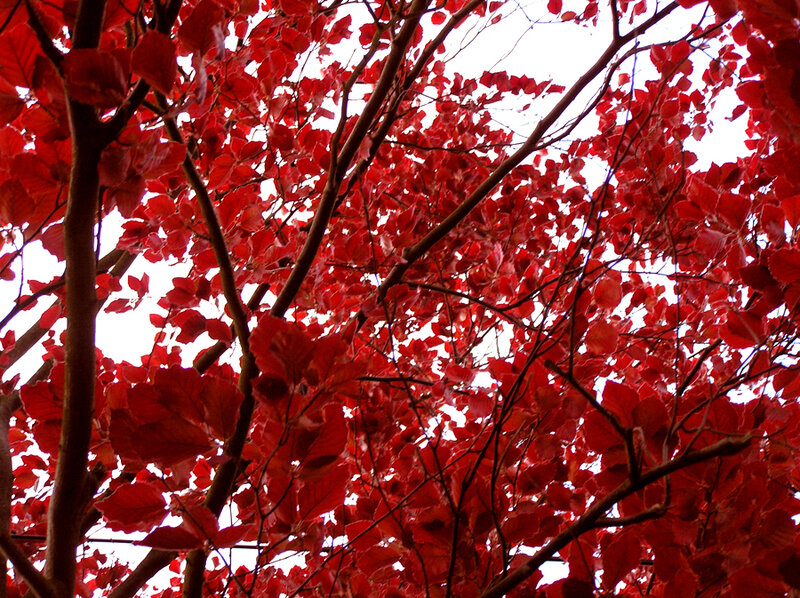 Red-leafed Tree Canopy — Red, Serene, Autumn