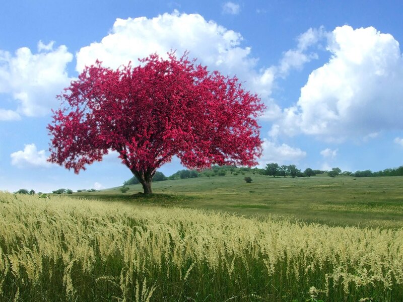 Red-leafed tree in a field