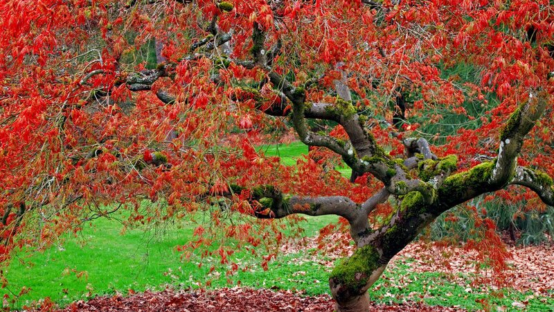 Red-leafed tree in autumn