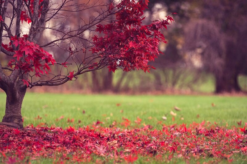 Red-leafed Tree in Autumn — Red, Serene, Photograph, Grass