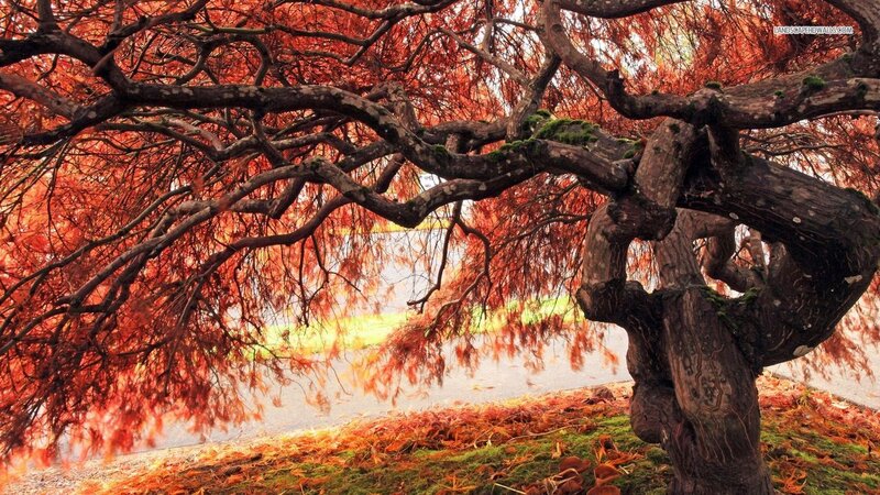 Red-leafed Tree in Autumn — Red, Serene, Photograph, Leaves