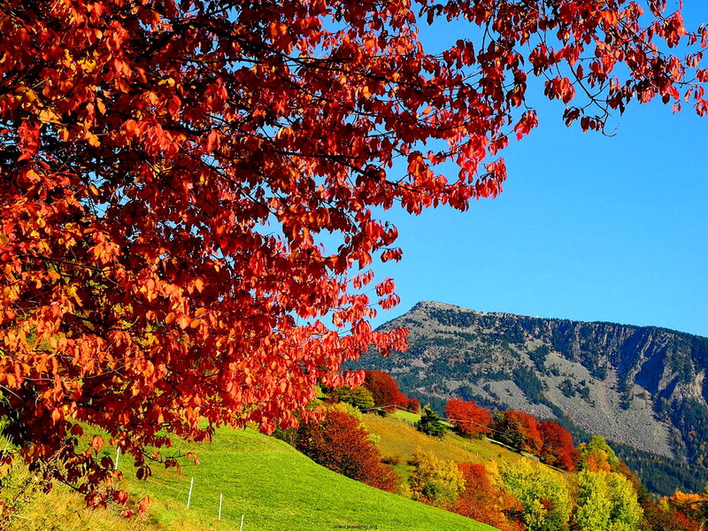 Red-leafed Tree in Autumn — Red, Serene, Photograph, Mountain