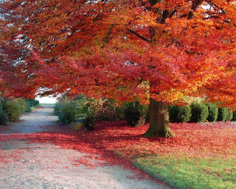 Red-leafed Tree in Autumn — Red, Serene, Photograph, Path, Grass