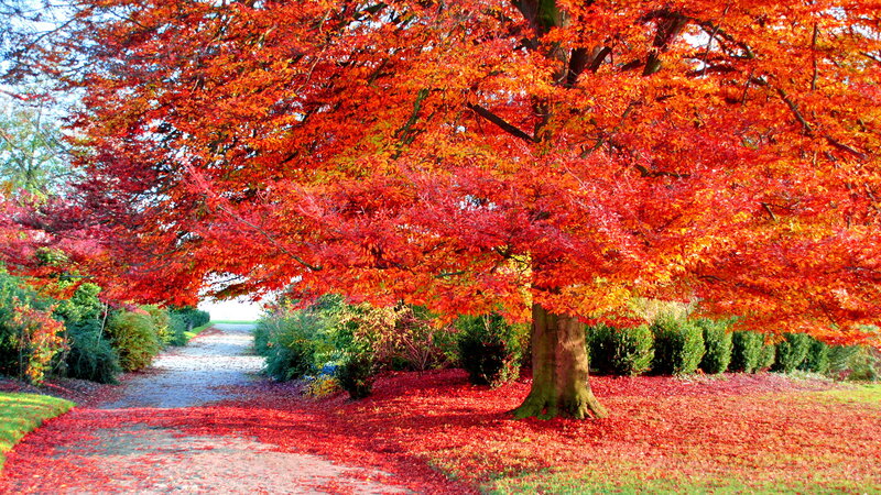 Red-leafed Tree in Autumn — Red, Serene, Photograph, Path