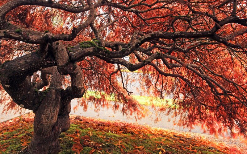 Red-leafed Tree in Autumn — Red, Serene, Photograph