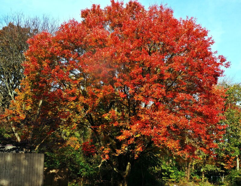 Red-leafed Tree in Autumn — Red, Serene, Photograph, Trees
