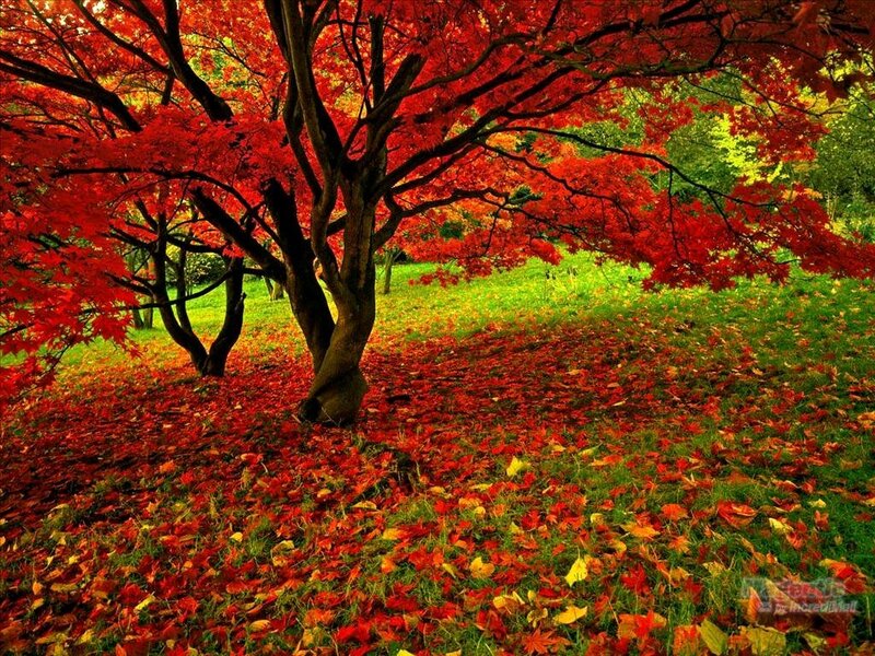 Red-leafed Tree in Autumn — Red, Serene