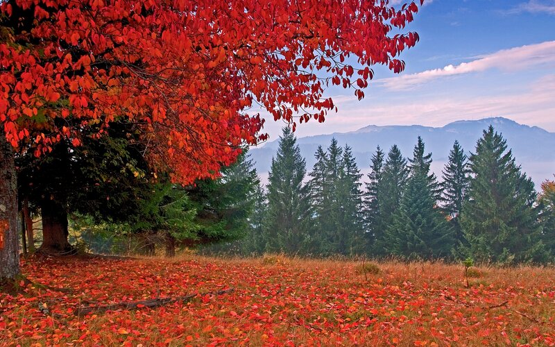 Red-leafed Tree in Autumn — Red