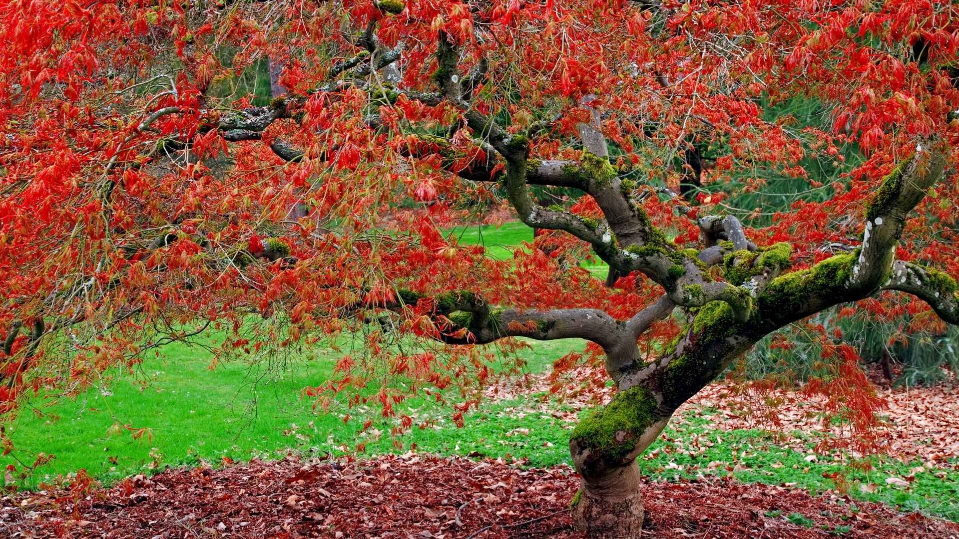 Red-leafed tree in autumn