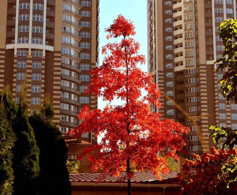 Red-leafed Tree in City