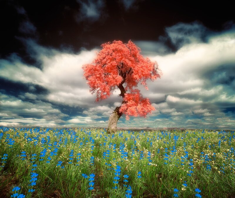 Red-leafed Tree in Field — Blue
