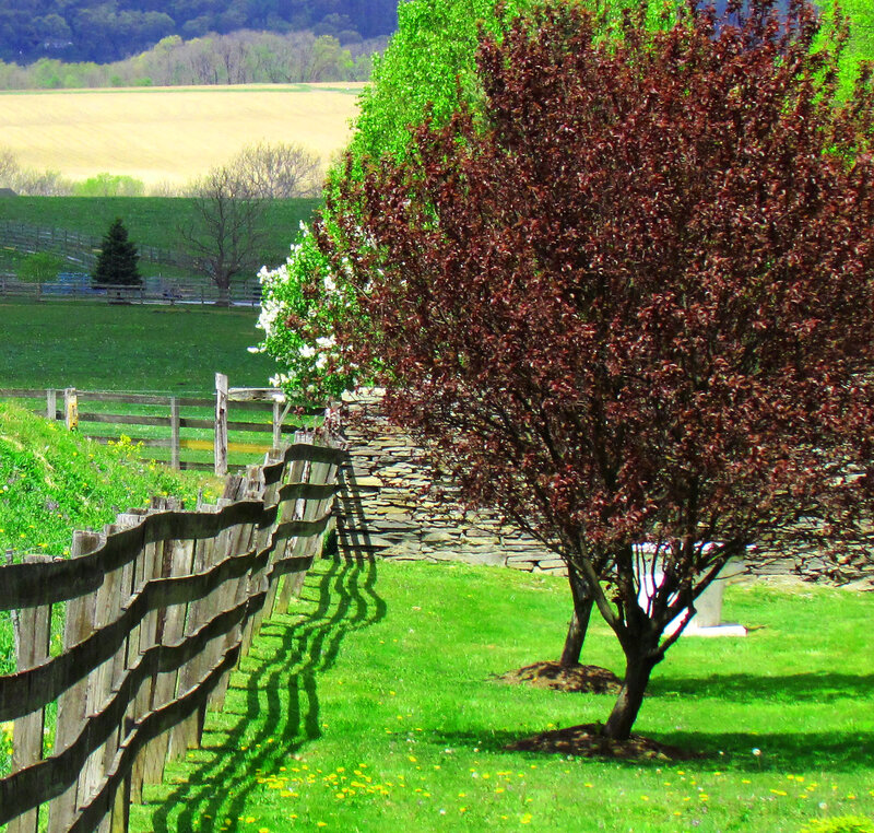 Red-leafed Tree in Field — Green
