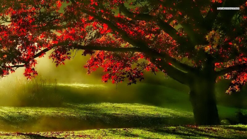 Red-leafed Tree in Field — Red, Serene, Autumn, Photograph