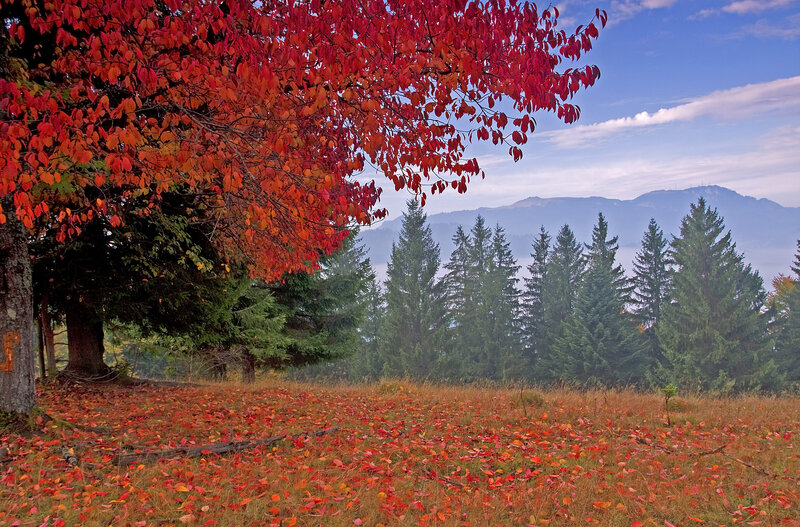 Red-leafed Tree in Field — Red, Serene, Autumn