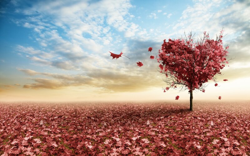 Red-leafed Tree in Field — Red, Serene