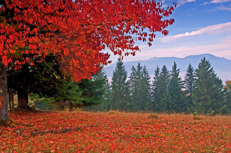Red-leafed Tree in Field — Red