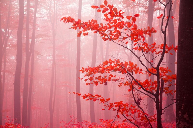 Red-leafed Tree in Fog — Red, Misty
