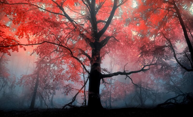 Red-leafed Tree in Fog — Red, Mystical