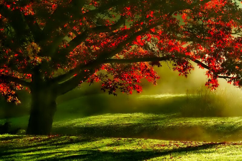 Red-leafed Tree in Fog — Red, Serene