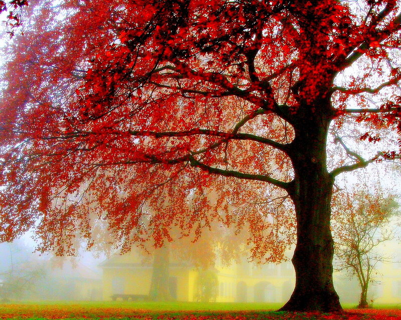 Red-leafed Tree in Fog — Red