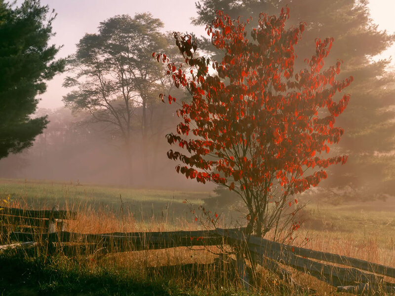Red-leafed Tree in Fog
