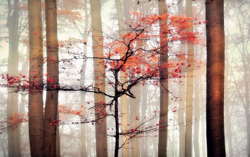 Red-leafed Tree in Forest — Orange