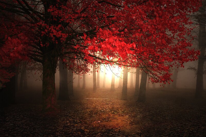 Red-leafed Tree in Forest — Red, Dramatic, Autumn