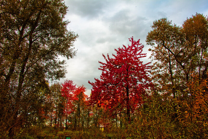 Red-leafed Tree in Forest — Red, Dramatic