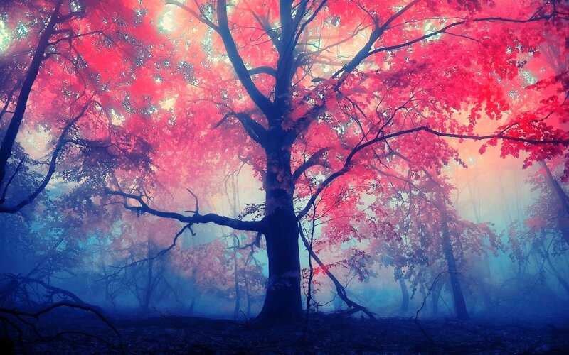 Red-leafed Tree in Forest — Red, Dreamy, Autumn