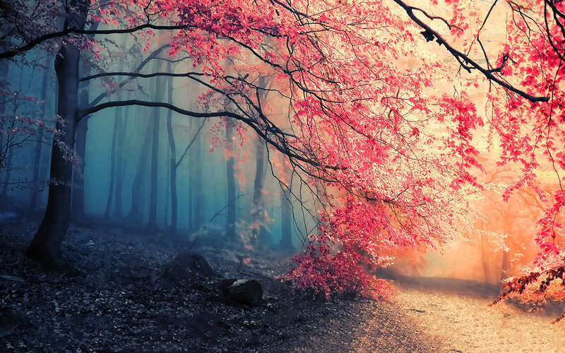 Red-leafed Tree in Forest — Red, Dreamy