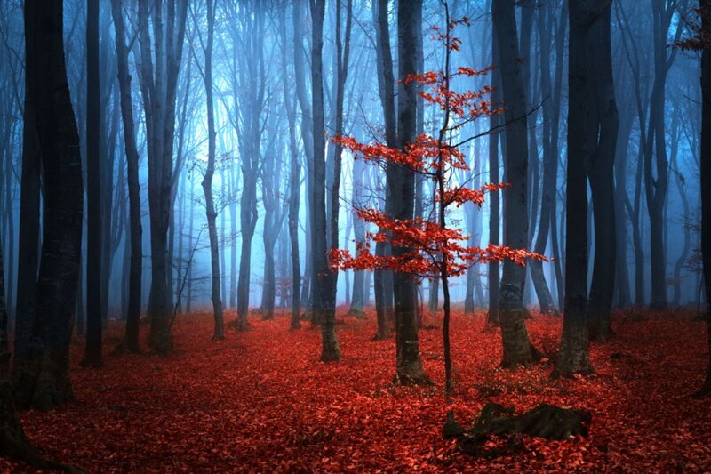 Red-leafed Tree in Forest — Red, Mysterious