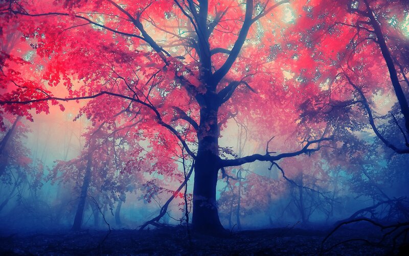 Red-leafed Tree in Forest — Red, Mystical, Autumn, Digital Art