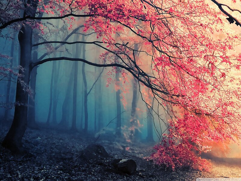 Red-leafed Tree in Forest — Red, Mystical, Autumn, Photograph