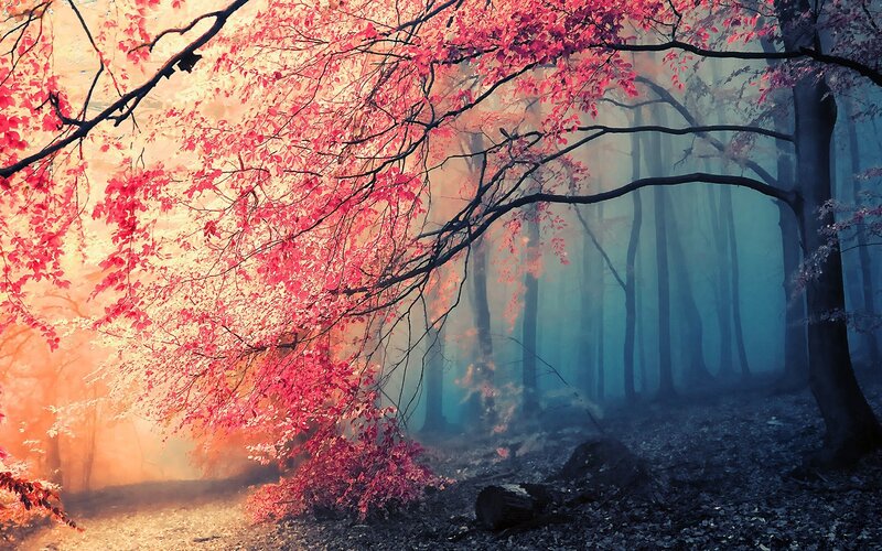 Red-leafed Tree in Forest — Red, Mystical, Autumn, Photograph, Trees, Fog, Fallen Leaves