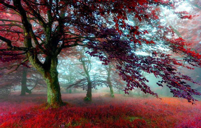 Red-leafed Tree in Forest — Red, Mystical, Autumn, Photograph, Trees