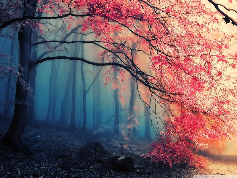 Red-leafed Tree in Forest — Red, Mystical, Autumn