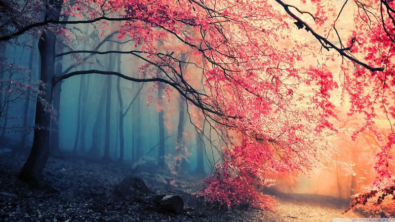 Red-leafed Tree in Forest — Red, Serene, Autumn, Digital Art, Trees