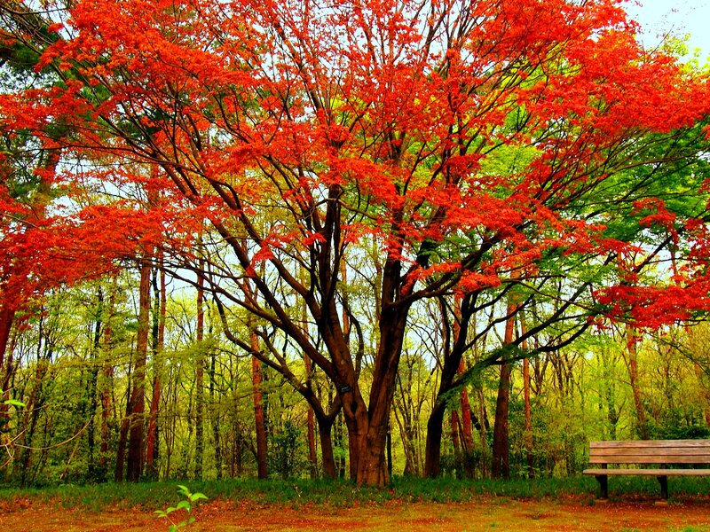 Red-leafed Tree in Forest — Red, Serene, Autumn, Photograph
