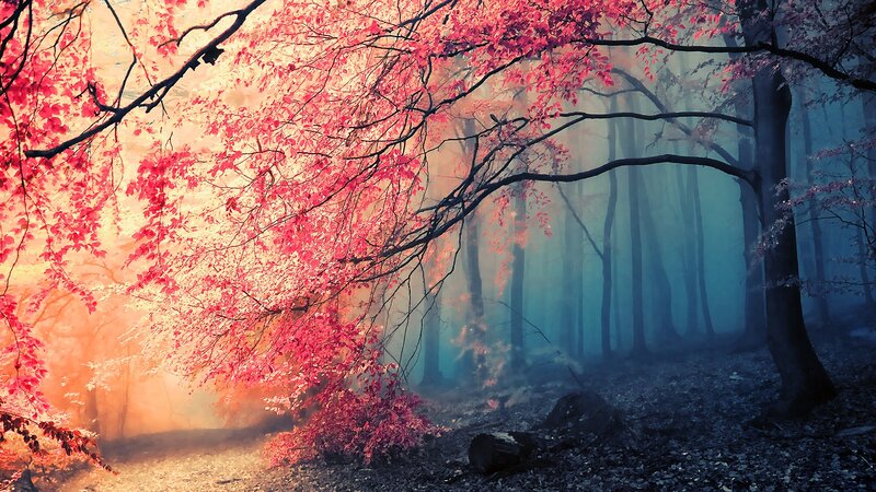 Red-leafed Tree in Forest — Red, Serene, Autumn, Photograph, Trees, Fog