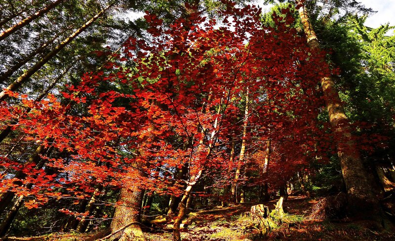Red-leafed Tree in Forest — Red, Serene, Autumn, Photograph, Trees, Sunlight