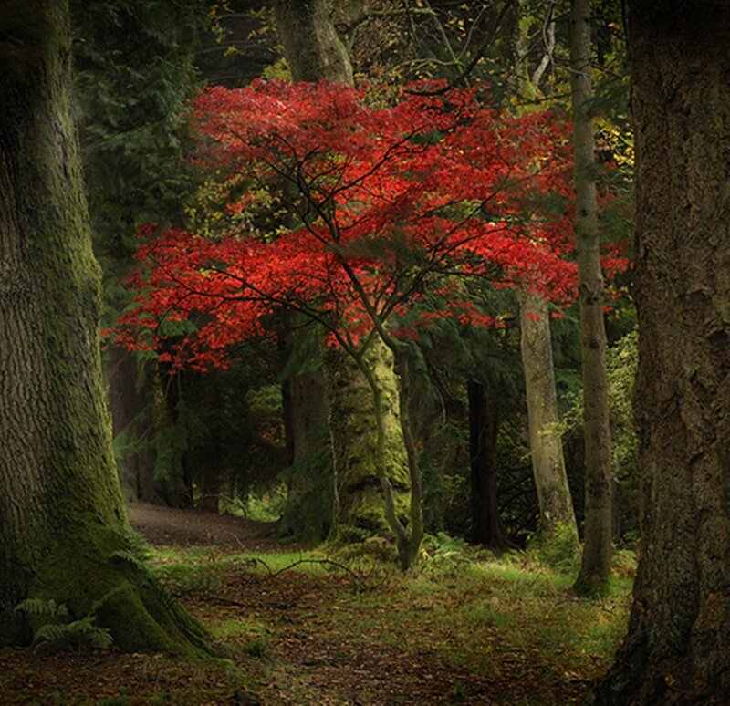 Red-leafed Tree in Forest — Red, Serene, Autumn, Photograph, Trees