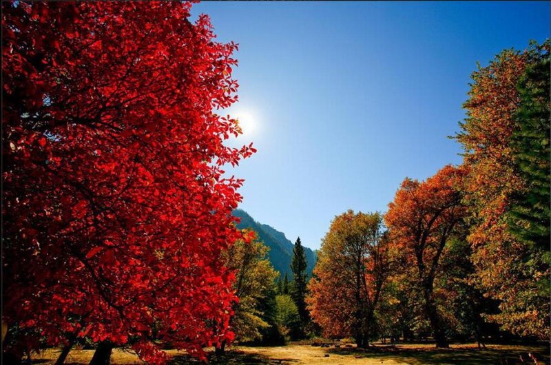 Red-leafed Tree in Forest — Red, Serene, Autumn